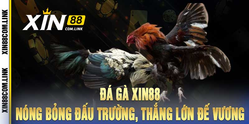 Đá Gà Xin88 - Nóng bỏng đấu trường, thắng lớn đế vương
